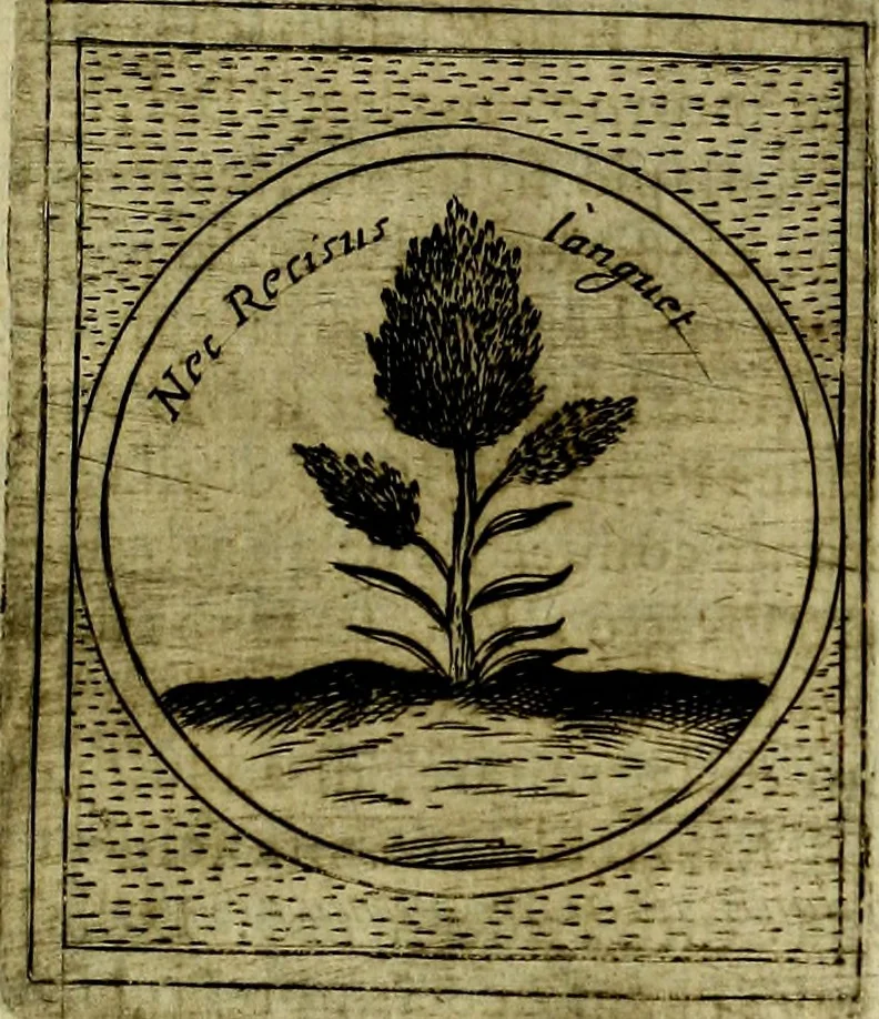 An illustration from Teatro d'imprese, 1623, leaf 568