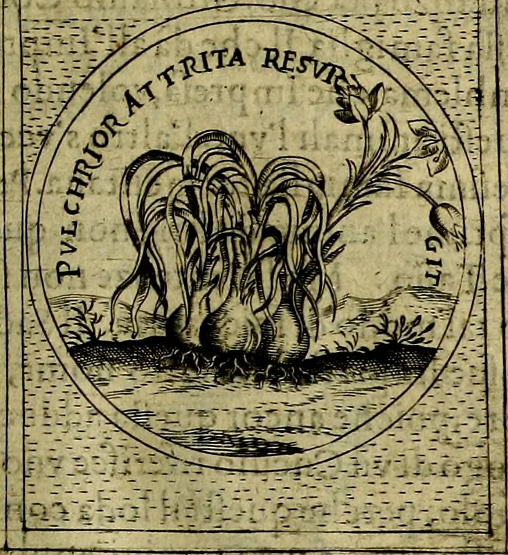 An illustration from Teatro d'imprese, 1623, leaf 776