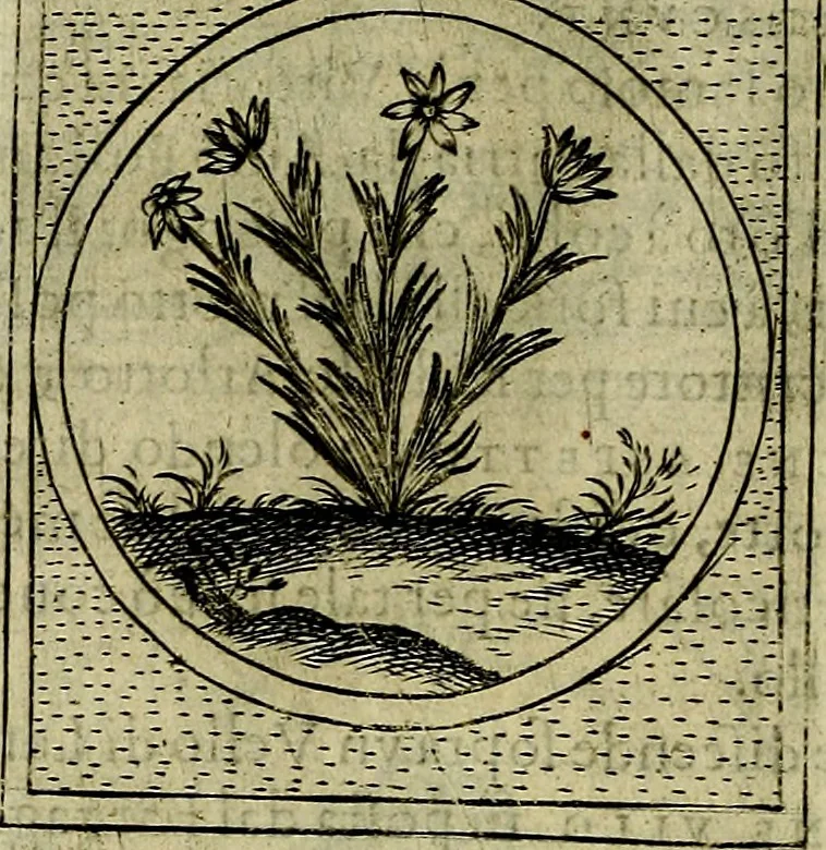 An illustration from Teatro d'imprese, 1623, leaf 209