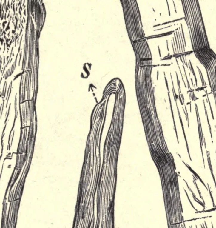 An illustration from The technical testing of yarns and textile fabrics, 1920, leaf 43