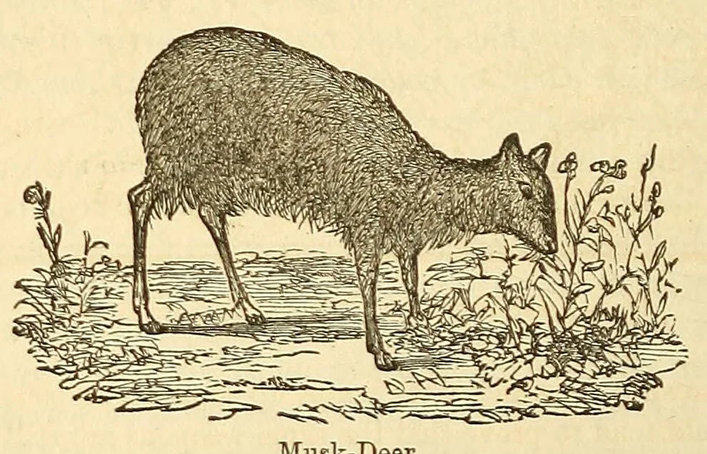 An illustration from The Technologist, 1861, leaf 412