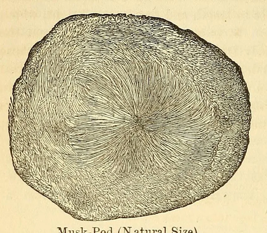 An illustration from The Technologist, 1861, leaf 414