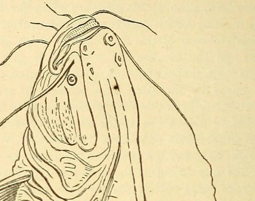 An illustration from The Technologist, 1861, leaf 468