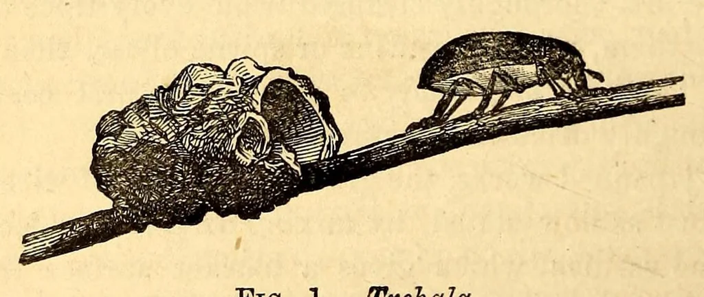 An illustration from The Technologist, 1861, leaf 274