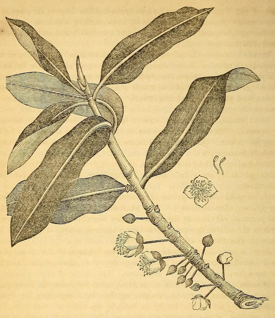 An illustration from The Technologist, 1861, leaf 24