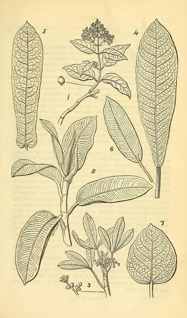 An illustration from The Technologist, 1861, leaf 405
