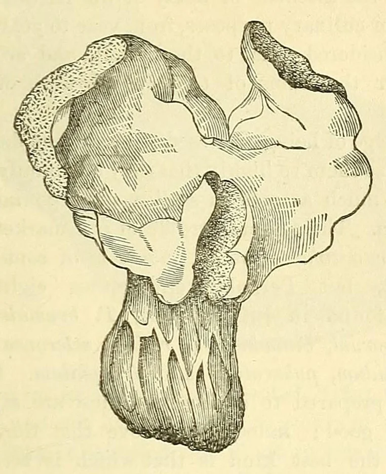 An illustration from The Technologist, 1861, leaf 157
