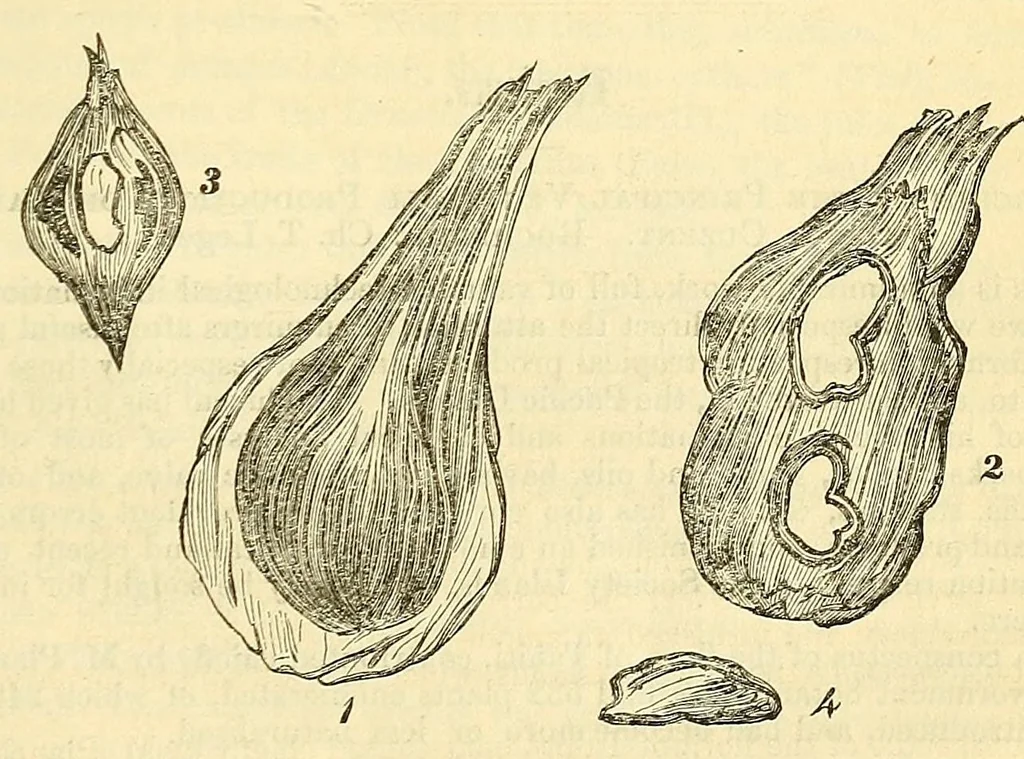 An illustration from The Technologist, 1861, leaf 317