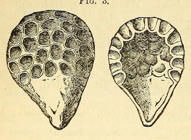 An illustration from The Technologist, 1861, leaf 418