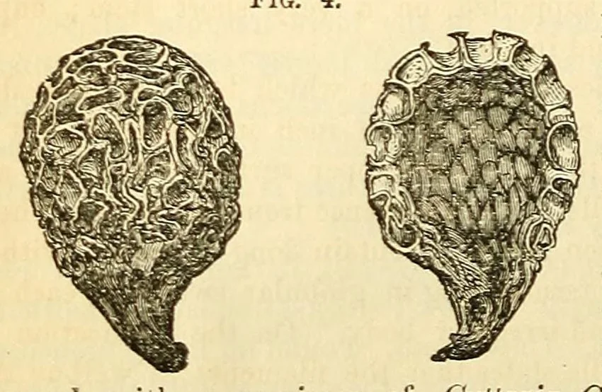 An illustration from The Technologist, 1861, leaf 418