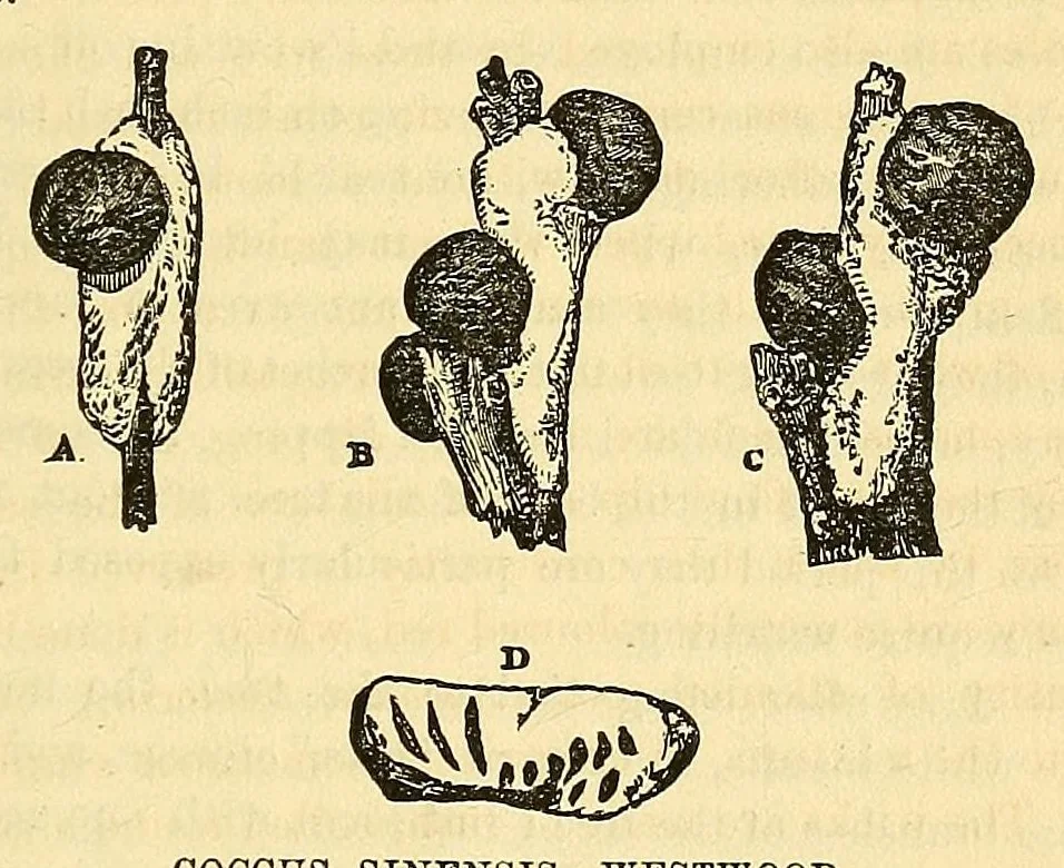 An illustration from The Technologist, 1861, leaf 65