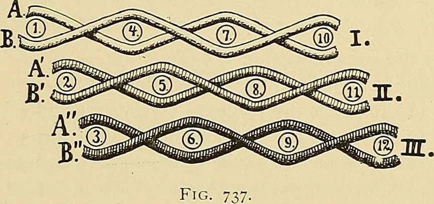 An illustration from Technology of textile design. Being a practical treatise on the construction and application of weaves for all textile fabrics, with minute reference to the latest inventions for weaving, 1888, leaf 156