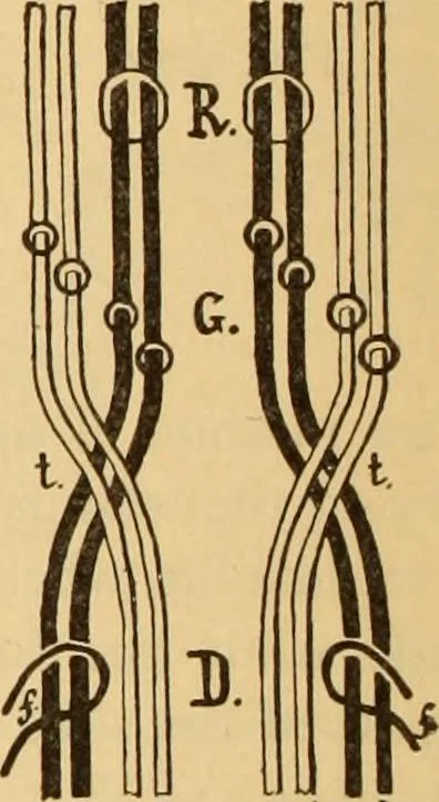 An illustration from Technology of textile design. Being a practical treatise on the construction and application of weaves for all textile fabrics, with minute reference to the latest inventions for weaving. Containing also an appendix showing the analysis and giving the calculations necessary for the manufacture of the various textile fabrics, 1889, leaf 245