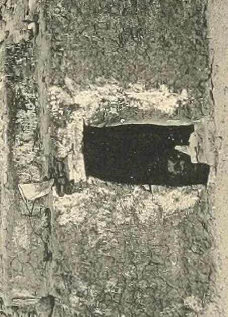 An illustration from The temple of Bîgeh, 1915, leaf 90