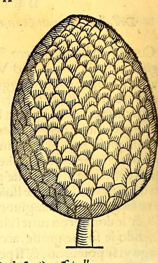 An illustration from Terzo volume delle nauigationi et viaggi, 1565, leaf 368