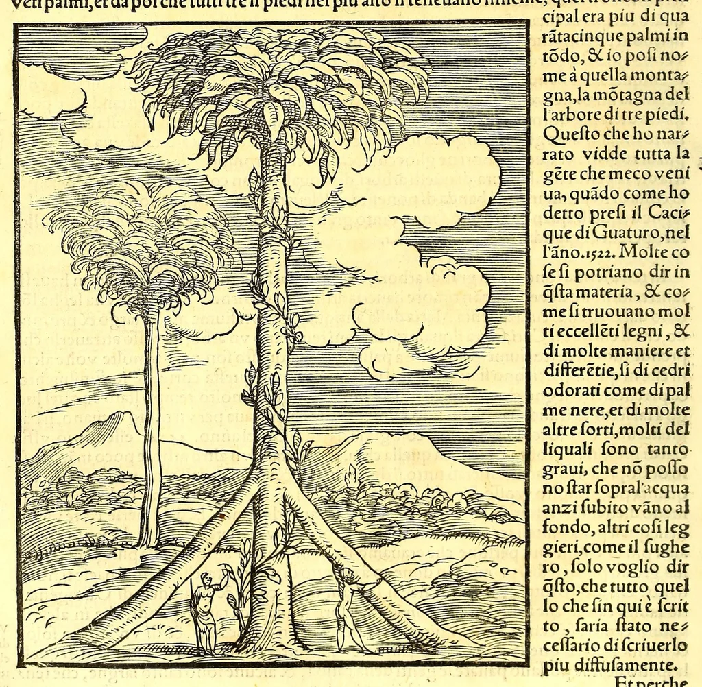 An illustration from Terzo volume delle nauigationi et viaggi nel quale si contengono le nauigationi al Mondo Nuouo ... le nauigationi fatte dipoi alle dette Indie ... Si come dimostrano le diuerse relationi,, 1556, leaf 216