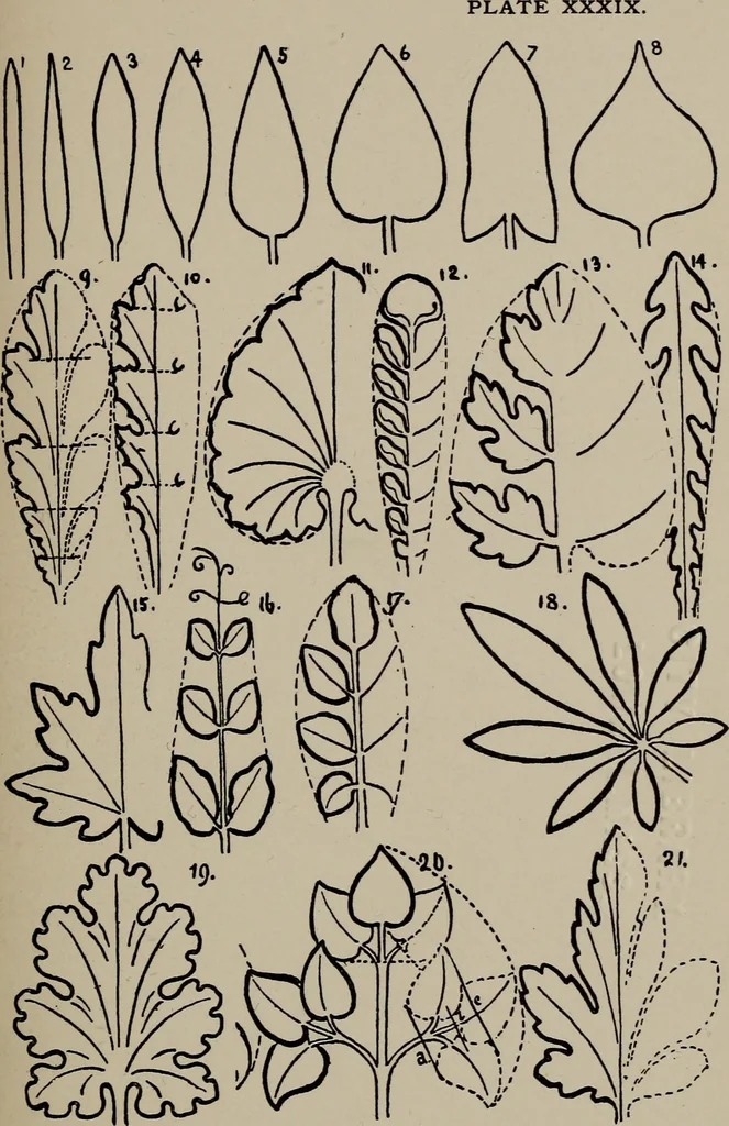 An illustration from A text book dealing with ornamental design for woven fabrics, 1897, leaf 190