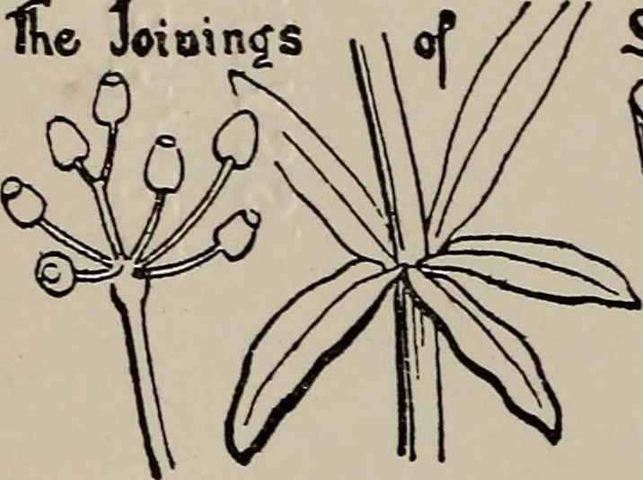 An illustration from A text book dealing with ornamental design for woven fabrics, 1897, leaf 195