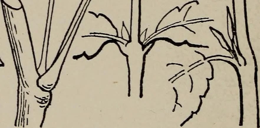 An illustration from A text book dealing with ornamental design for woven fabrics, 1897, leaf 195