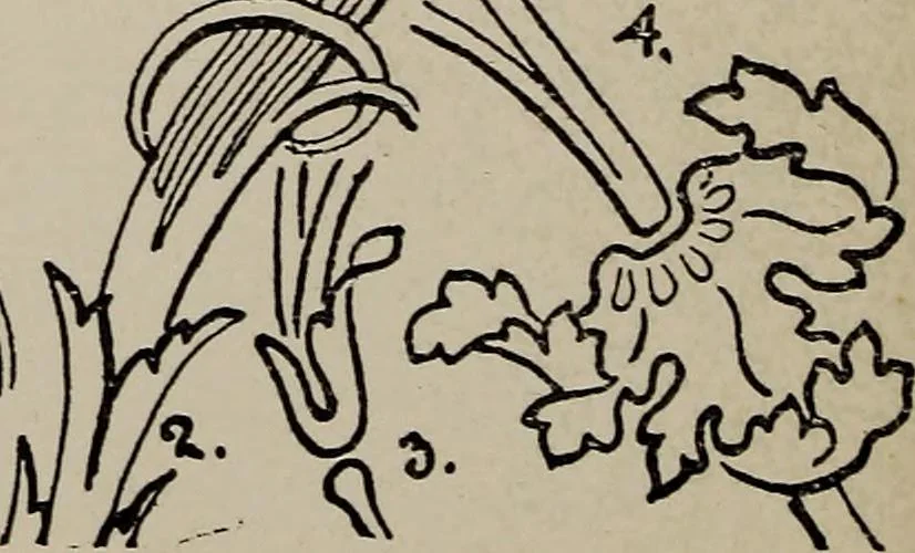 An illustration from A text book dealing with ornamental design for woven fabrics, 1897, leaf 195