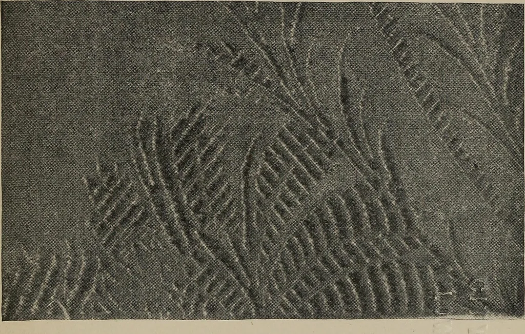 An illustration from A text book dealing with ornamental design for woven fabrics, 1897, leaf 280