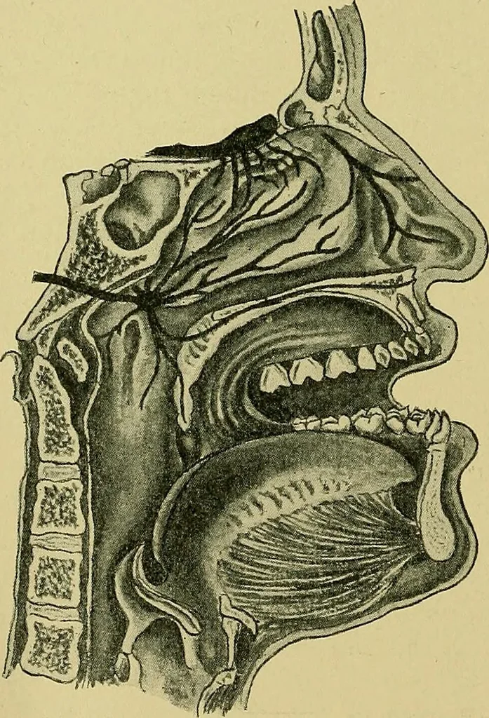 An illustration from A text-book of diseases of the nose and throat, 1904, leaf 191