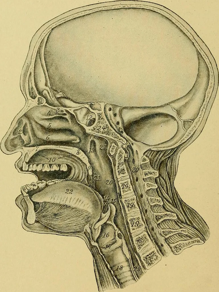 An illustration from A text-book of diseases of the nose and throat, 1904, leaf 23