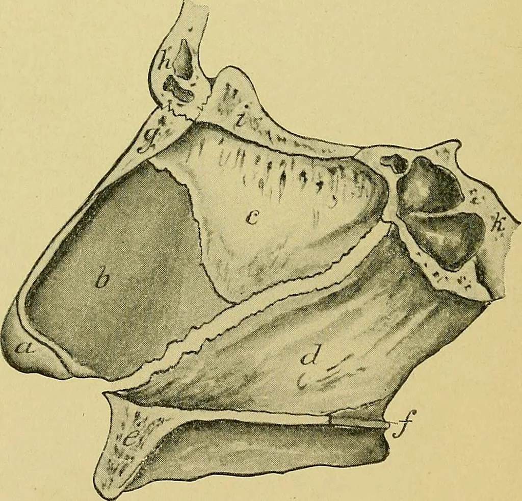 An illustration from A text-book of diseases of the nose and throat, 1904, leaf 25