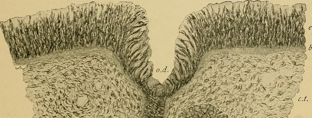 An illustration from A text-book of diseases of the nose and throat, 1904, leaf 30