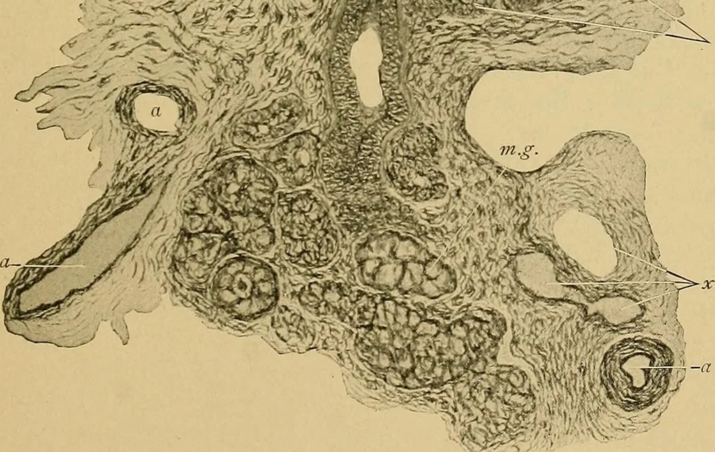 An illustration from A text-book of diseases of the nose and throat, 1904, leaf 30