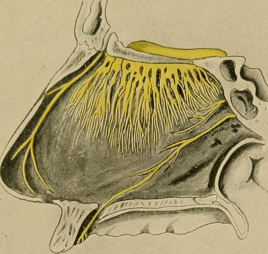 An illustration from A text-book of diseases of the nose and throat, 1904, leaf 32