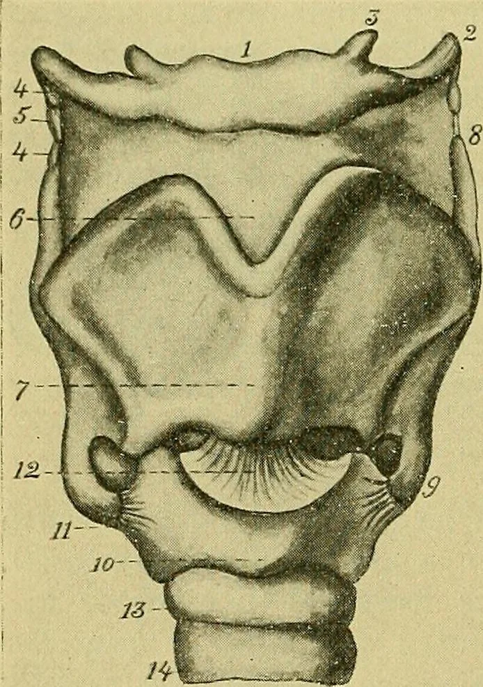An illustration from A text-book of diseases of the nose and throat, 1904, leaf 519