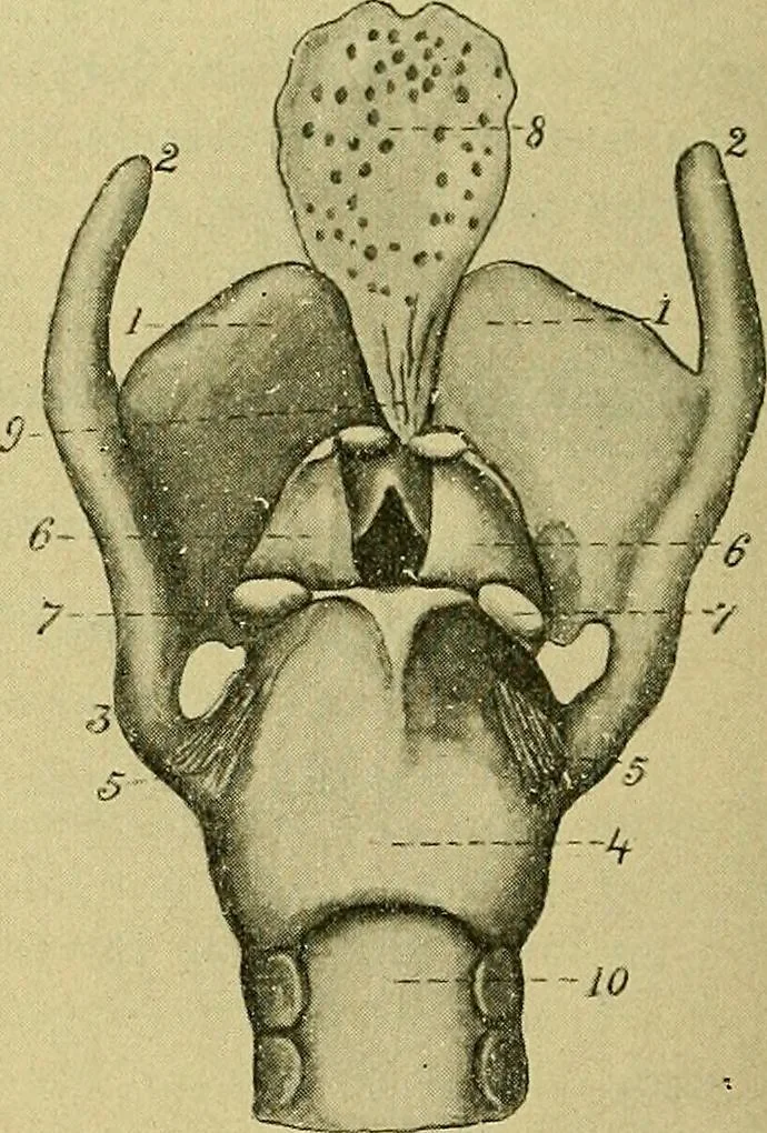 An illustration from A text-book of diseases of the nose and throat, 1904, leaf 519