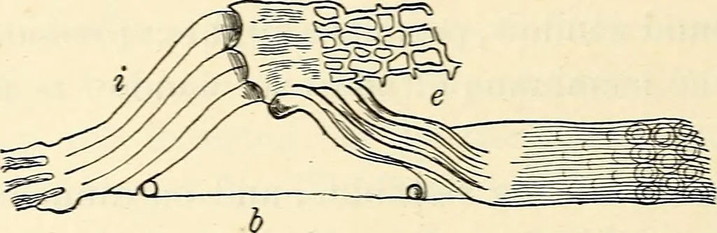 An illustration from Text-book of general physics, for the use of colleges and scientific schools, 1899, leaf 599