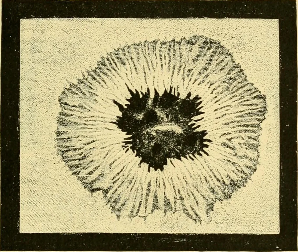 An illustration from A text-book of general astronomy : for colleges and scientific schools, 1888, leaf 198