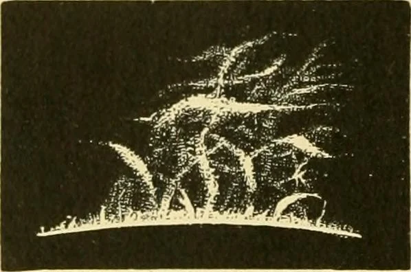 An illustration from A text-book of general astronomy : for colleges and scientific schools, 1888, leaf 219