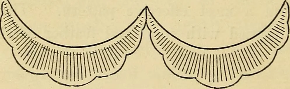 An illustration from A text-book of needlework, knitting and cutting out : with methods of teaching, 1893, leaf 247