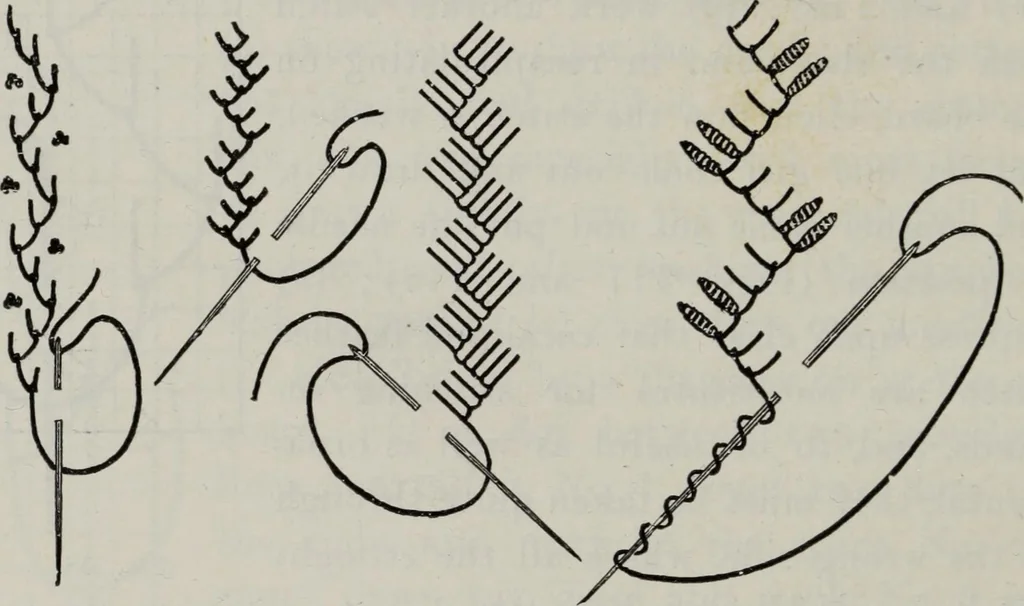 An illustration from A text-book of needlework, knitting, and cutting out : with methods of teaching, 1893, leaf 245