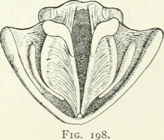 An illustration from A text-book of physics, 1908, leaf 342