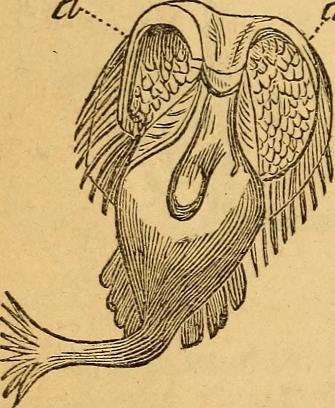 An illustration from A text-book on chemistry. For the use of schools and colleges, 1866, leaf 201