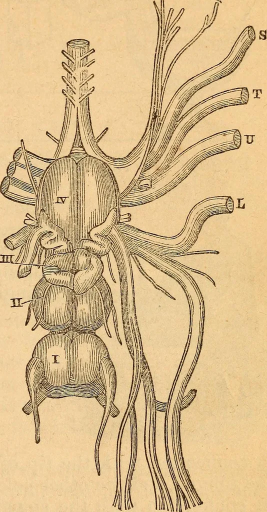 An illustration from A text-book on chemistry. For the use of schools and colleges, 1866, leaf 202