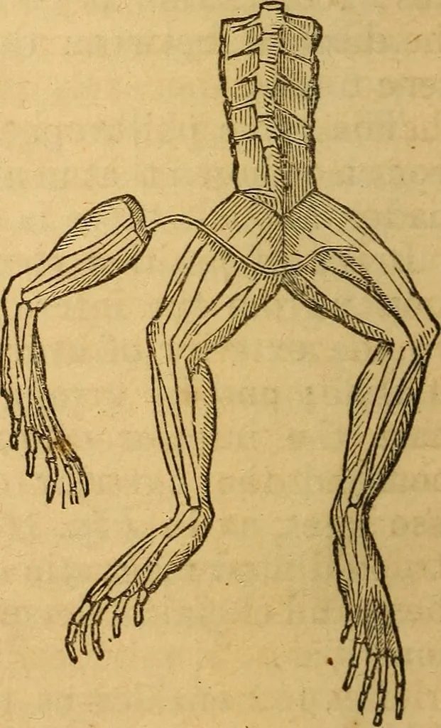 An illustration from A text-book on chemistry. For the use of schools and colleges, 1866, leaf 203