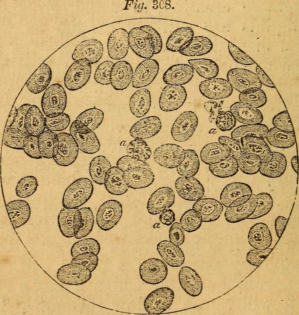 An illustration from A text-book on chemistry. For the use of schools and colleges, 1866, leaf 501