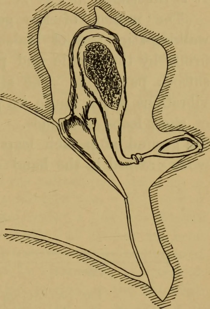 An illustration from A text-book on sound, 1908, leaf 362