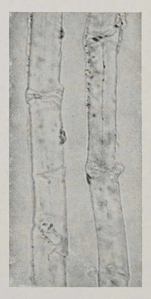 An illustration from Textilberichte über Wissenschaft, Industrie und Handel, 1920, leaf 151