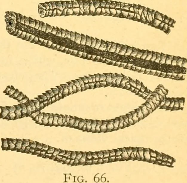 An illustration from Textile calculations: being a guide to calculations relating to the construction of all kinds of yarns and fabrics, 1896, leaf 106
