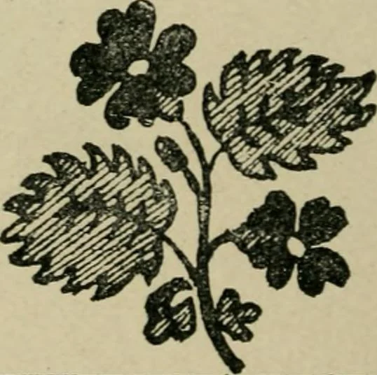 An illustration from Textile design and colour; elementary weaves and figured fabrics, 1921, leaf 325