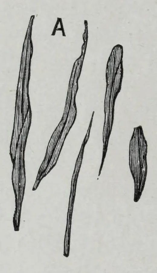 An illustration from Textile fabrics and their preparation for dyeing : with numerous engravings and diagrams, 1906, leaf 36