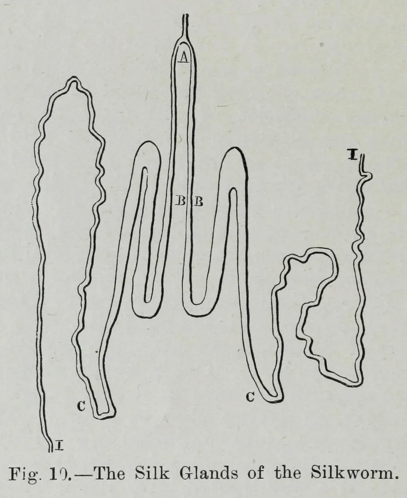 An illustration from Textile fabrics and their preparation for dyeing : with numerous engravings and diagrams, 1906, leaf 52