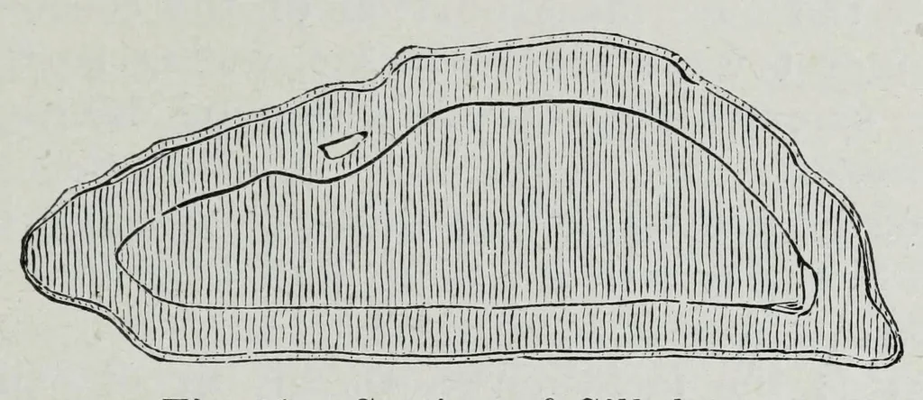 An illustration from Textile fabrics and their preparation for dyeing : with numerous engravings and diagrams, 1906, leaf 53